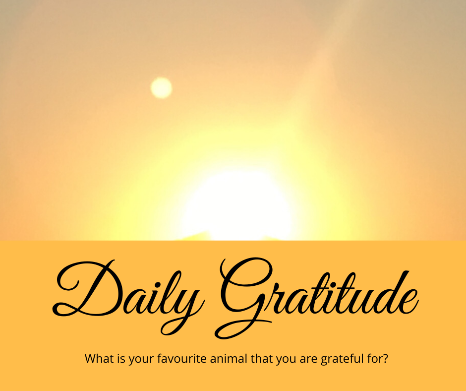 Daily Gratitude 23.6